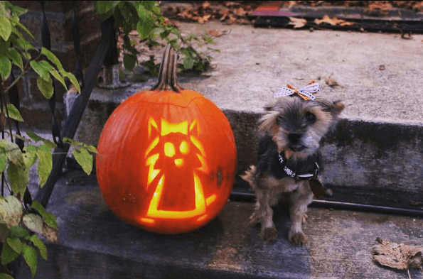 Dog and pumpkin carved with a puppy face