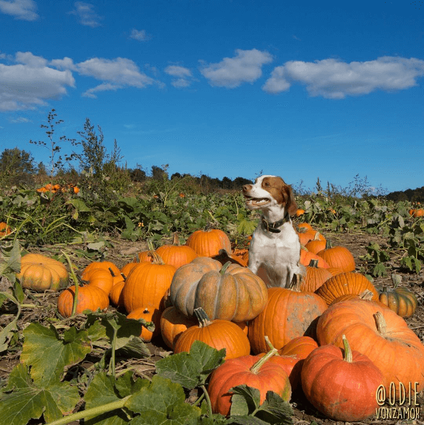 dog in a pumpkin patch