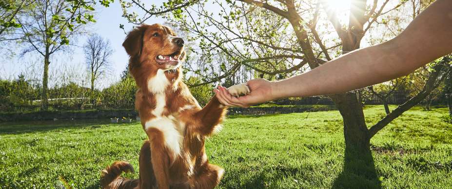6-easy-dog-tricks