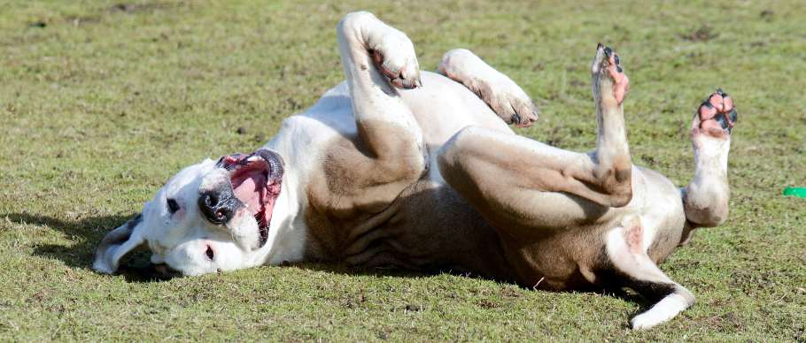 happy dog rolling over 