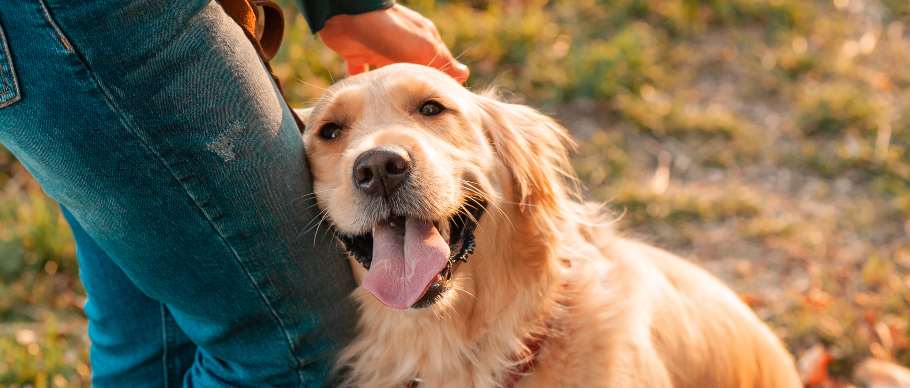 man petting happy golden retriever