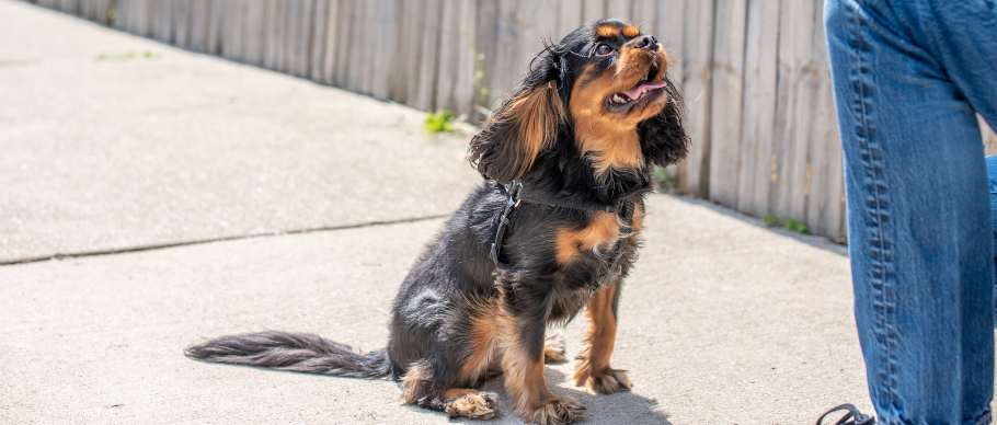 training cavalier king charles spaniel to sit 