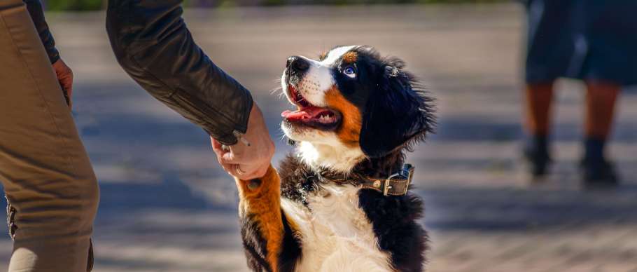 training puppy to give paw 