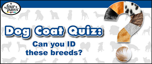 dog-breed-identification-quiz