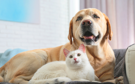 dos-and-donts-introducing-cats-and-dogs