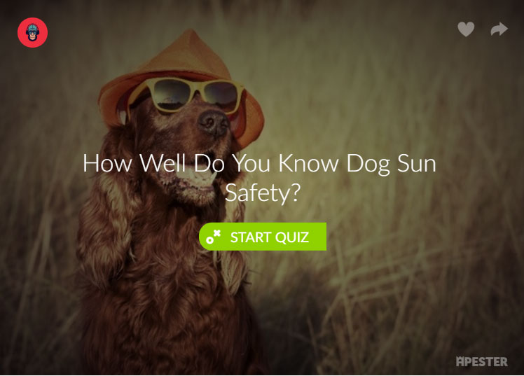 keep-your-dog-safe-in-summer-heat-quiz