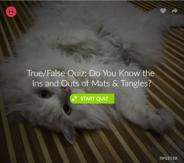 pet-quiz-ins-and-outs-of-mats-and-tangles