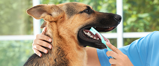 pet-quiz-test-your-furry-friend-health-knowledge