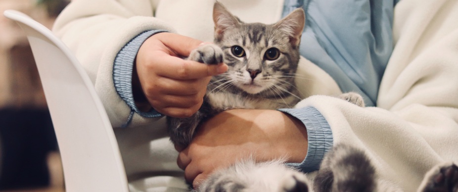 Should i sales get a cat