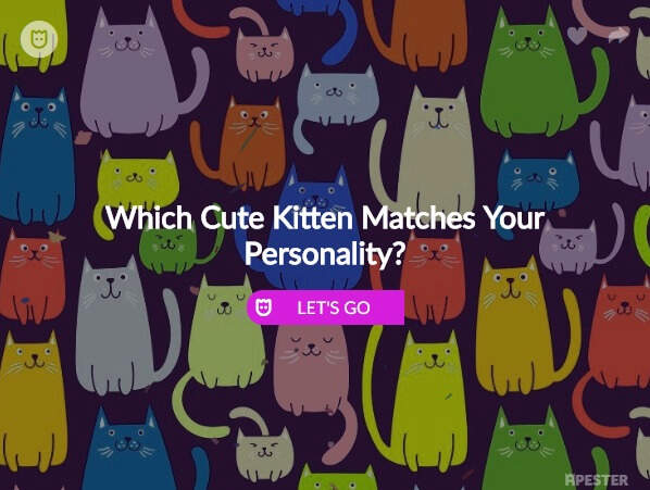 Which Kitten Matches Your Personality