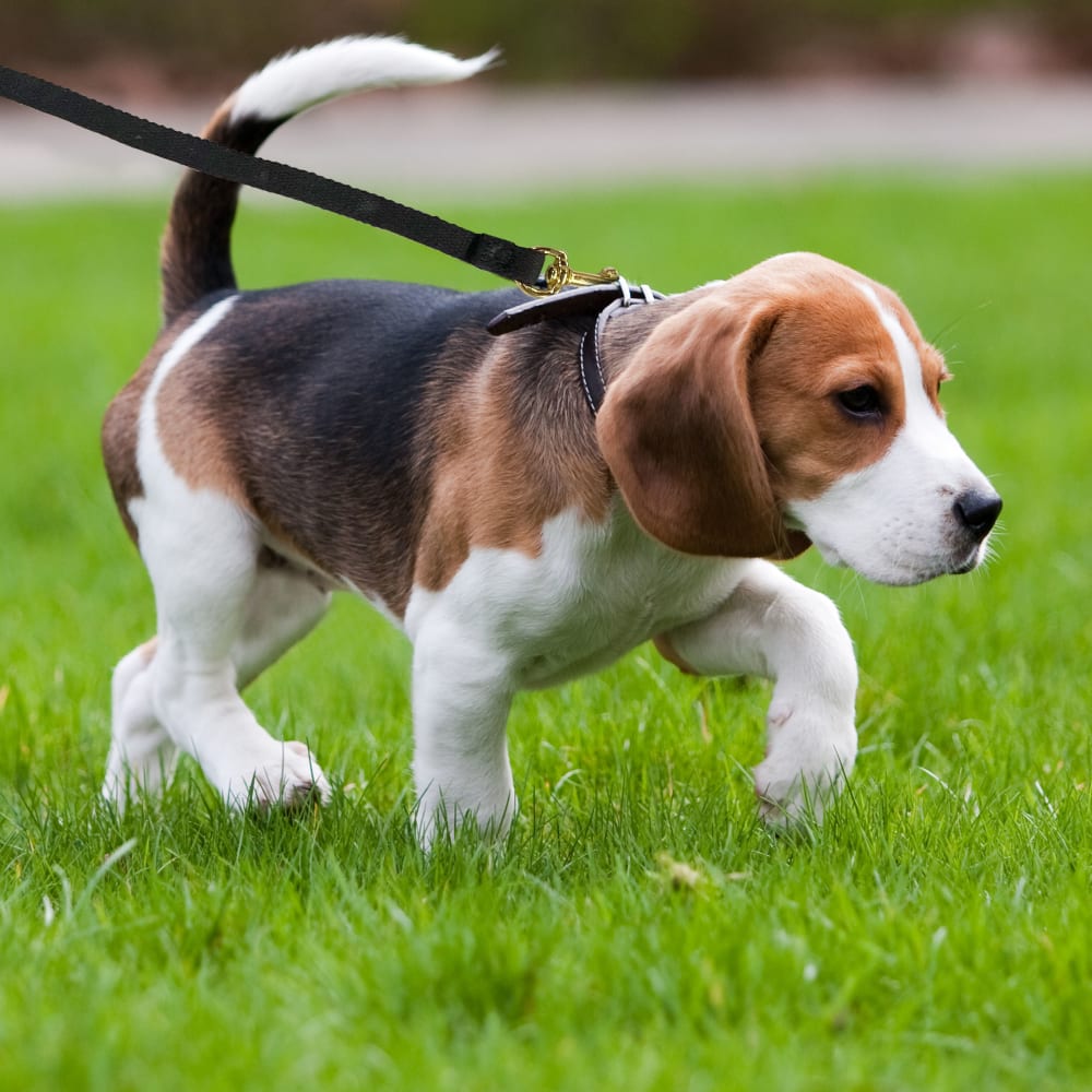 045663561109-fourpaws-four-paws-cotton-web-dog-lead-black-10-feet-lifestyle