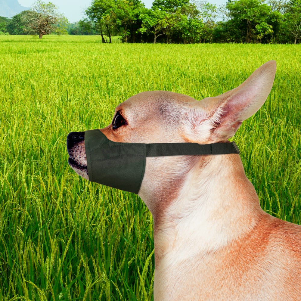 45663590000-four-paws-quick-fit-dog-muzzle-0-xxs-lifestyle
