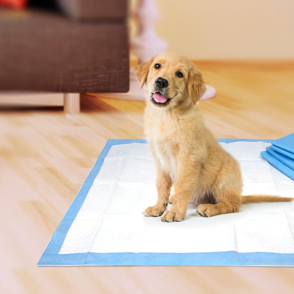 Dog with Four Paws Wee Wee Pads 24hr Count 12ea Four Paws