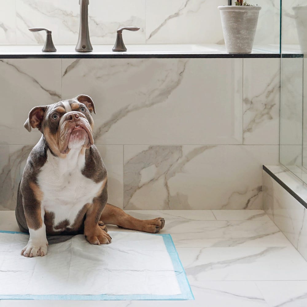 Dog in shower, on a Wee-Wee pad.