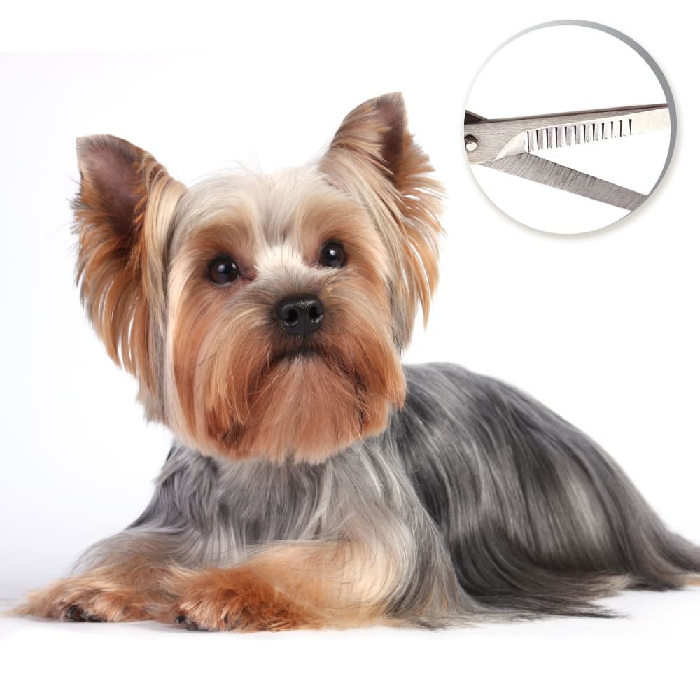 045663970932-four-paws-magic-coat-professional-series-grooming-3-in-one-scissors-lifestyle-copy