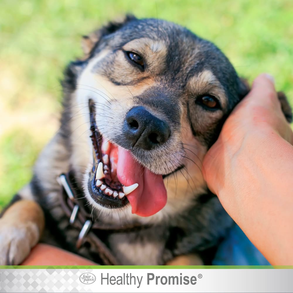 045663017309-four-paws-healthy-promise-aloe-ear-mite-dog-lifestyle