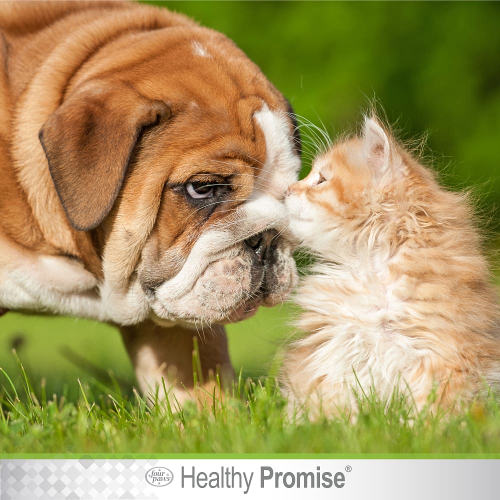 045663976248-four-paws-healthy-promise-eye-wipes-lifestyle