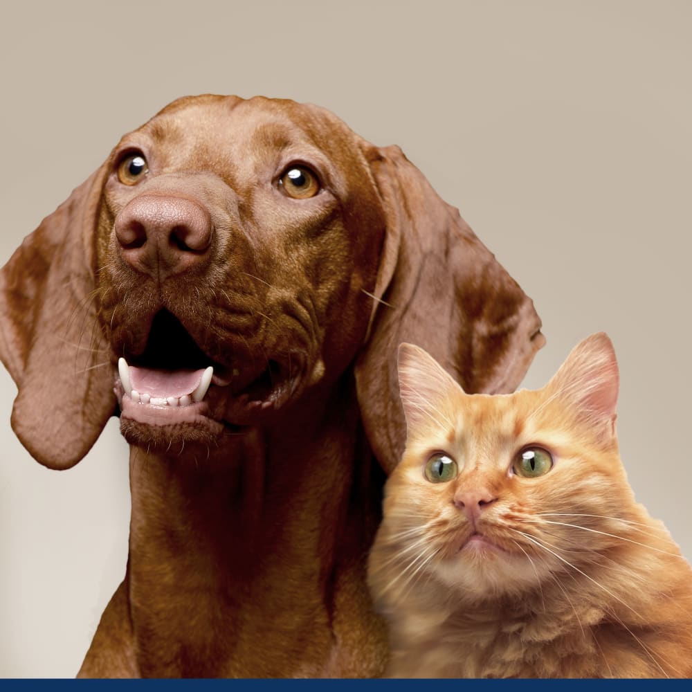 045663976347-fourpaws-proseriesgroomingwipes-lifestylenocopy-copy-2