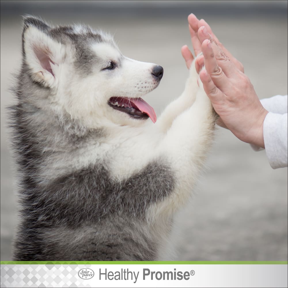045663975616-fourpawshealthypromise-dog-pawguard-lifestyle